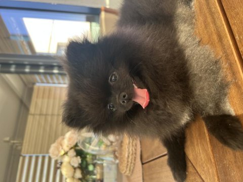 4 aylık dişi pomeranian