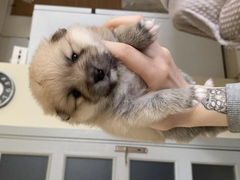 2 erkek spitz