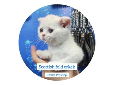 British shorthair bebekler