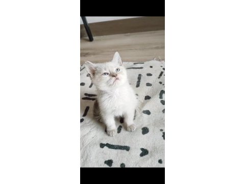 British longhair 2 aylık