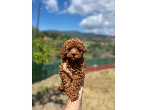 Toy poodle yavrularımız