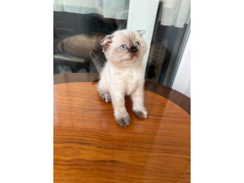 British longhair kediler