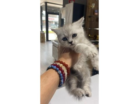 British shorthair kızımız sahiplendirilecektir