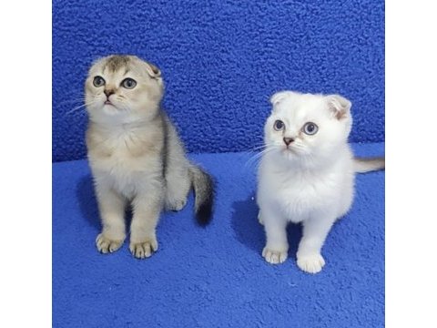 Scottish fold yavrularımız yeni yuvalarını arıyor