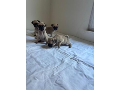 Pink taşıyıcı pug köpekler