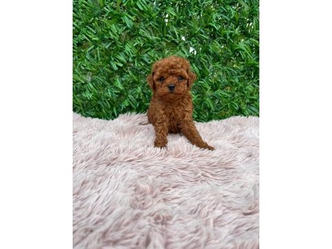 Poodle köpekler lütfen dolandırıcılara dikkat edin