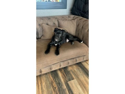 Scr li cane corso