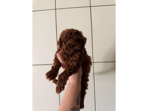 Erkek red brown toy poodle