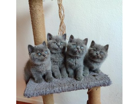 Peluş gibi british shorthair yavrularımız