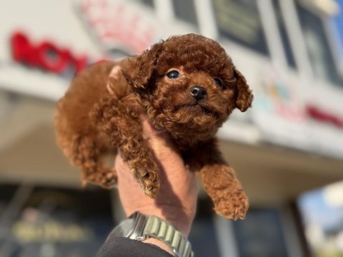 Petmode köpek çiftliğinde tea cup poodle yavrular