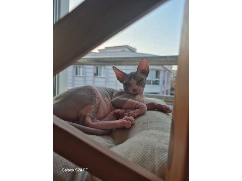 Sfenks bebeğimize yeni ev aranıyor