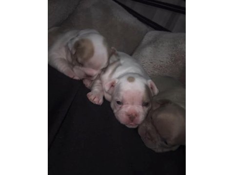 Safkan french bulldog bebekler