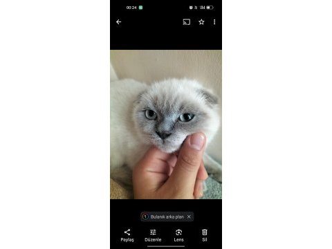 Scottish fold kedimiz zeus için yuva arıyoruz
