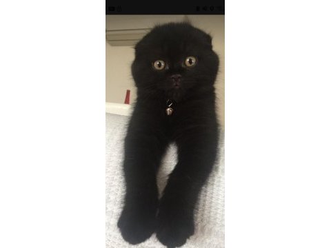 Minik puma görünümlü siyah scottish fold