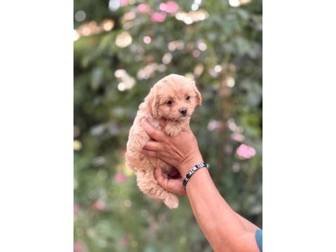 Safkan aşılı ve çiş eğitimli maltıpoo bebekler 