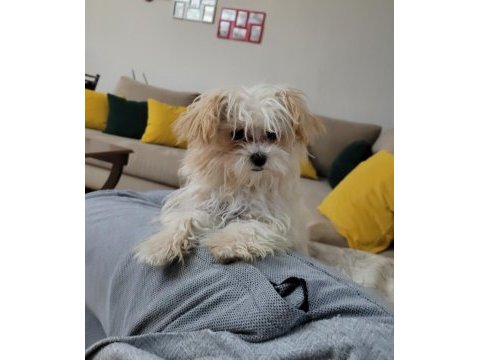 Mükemmel maltipoo