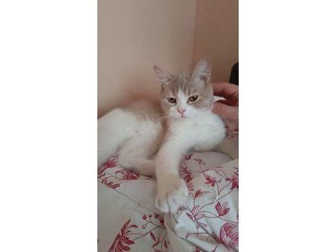 Safkan anne baba aynı cins dişi 8 aylık kedimiz