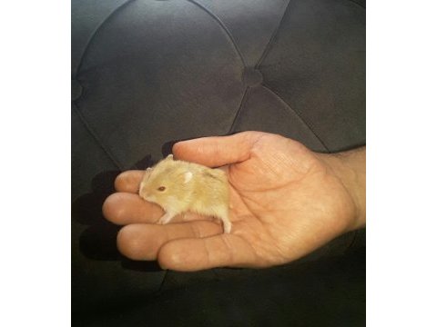 Hamster gonzales ve syria