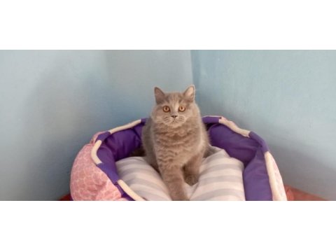 Muhteşem güzellikte british shorthair yavrularımız
