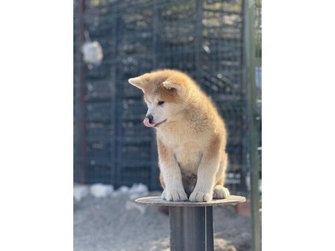 Orijinal akita kırma filan değildir