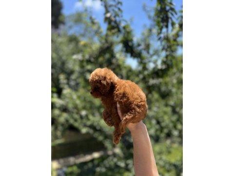 Kore poodle yavru baby face