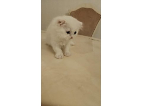 37 mart doğumlu scottish fold