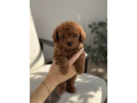 Ailenizin yeni üyesi poodle