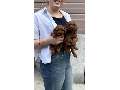 Show güzellikte toy poodle bebekler