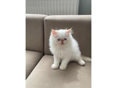 İran kedisi yeni yuvalarını arıyorlar
