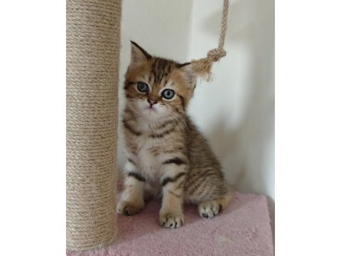 British shorthair golden 2 dişi ny11