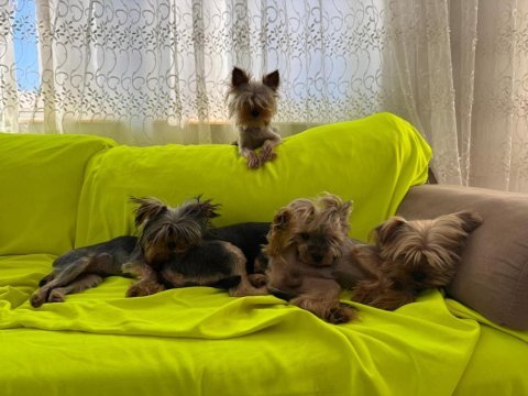 6 aylık erkek yorkshire terrier