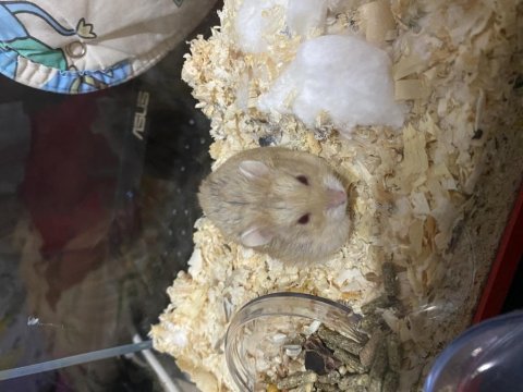 Campbell hamster