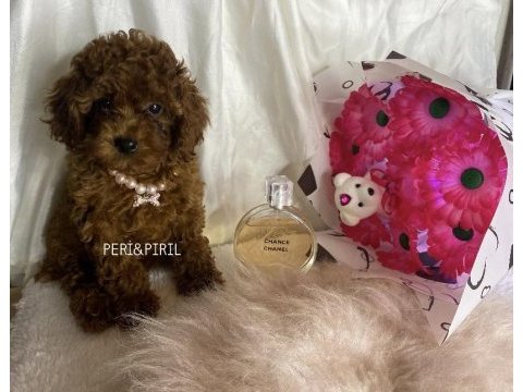 Kilo ve sağlık garantili poodle yavrular