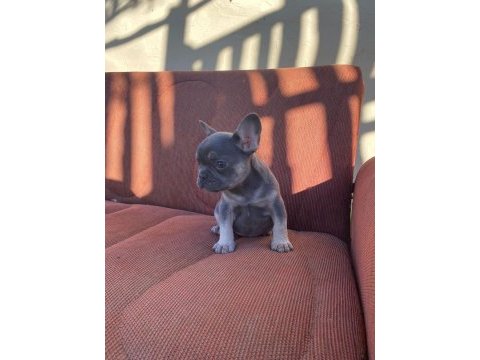 Mükemmel kalite blue tan dişi french bulldog
