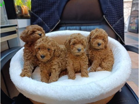 Mükemmel bebek yüzlü toy poodle bebeklerimiz