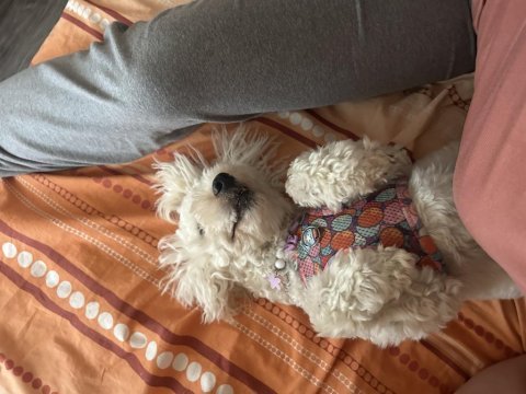 Shih poo dişi 1 yaşında
