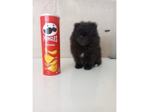 Mini boy pomeranian yavruları