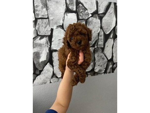 Red brown poodle yavrularim ev üretimi