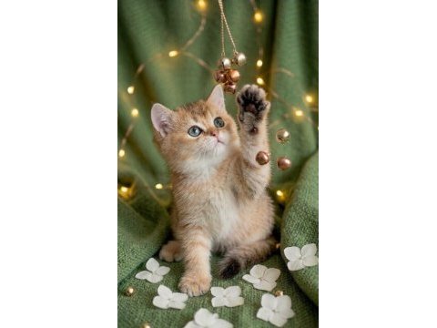 Golden british shorthair