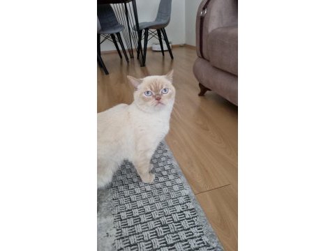 3 yaşında erkek british shorthair