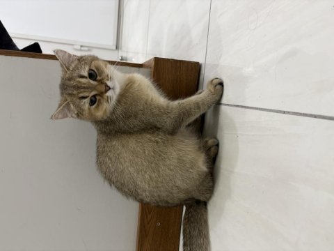 Dünyalar tatlısı erkek british shorthair