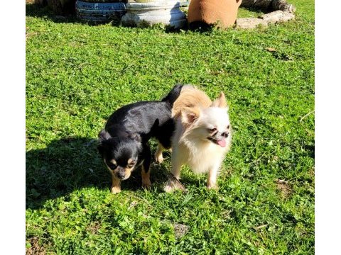 Mükemmel chihuahua erkek yavru