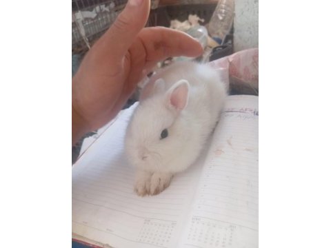 Cüce tavşan yavrusu