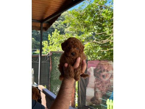 A kalite poodle yavrular