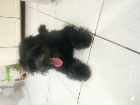 5 aylık çipli parazit ve karma aşıları tam morkie