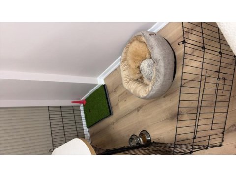 3 aylık aşıları yapılmış eğitimli poodle