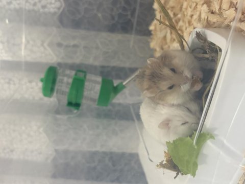 Gonzales ele alışkın hamster yavrular