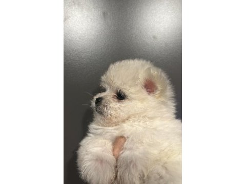 Dişi teacup maltese
