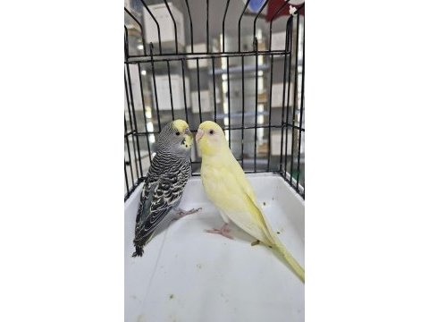 Çiftleşen çek takım kuşlar toplu veya tek takım
