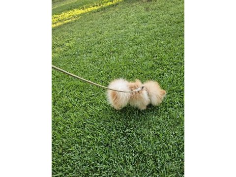 1 yaşında, erkek pomeranian boo